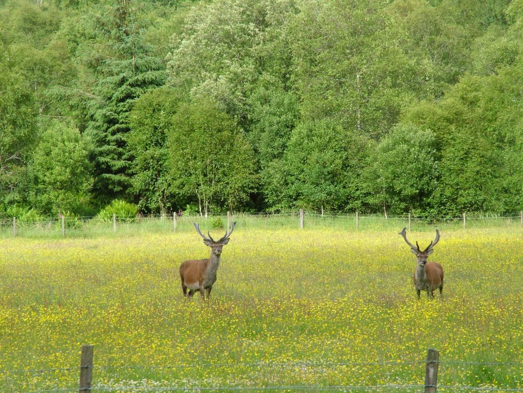 Inverawe Cottages Taynuilt Exteriér fotografie